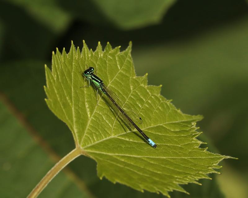 Photo of Eastern Forktail