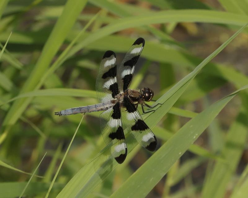 Photo of Twelve-spotted Skimmer