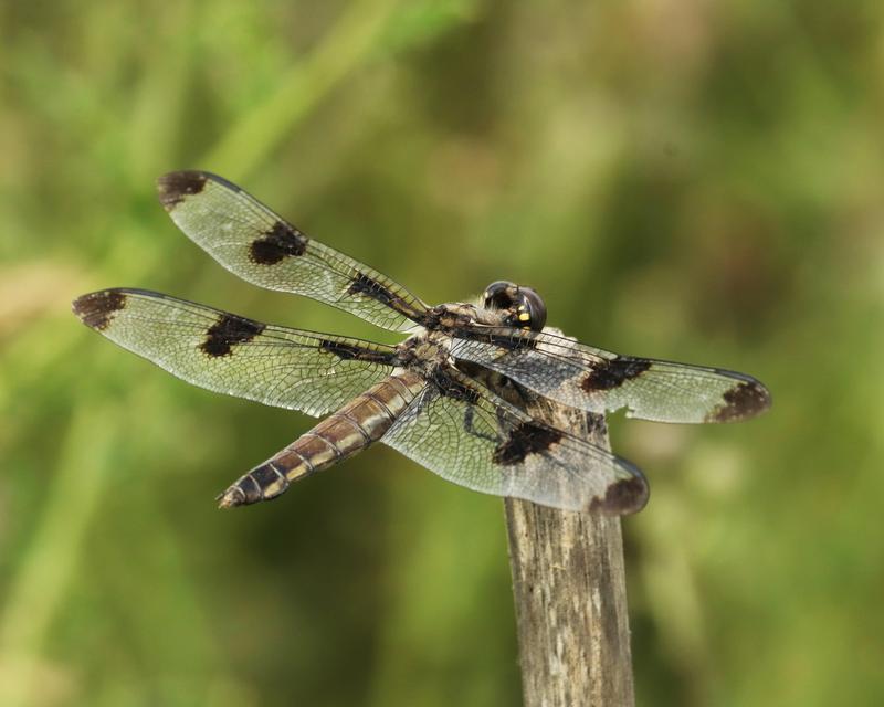 Photo of Twelve-spotted Skimmer
