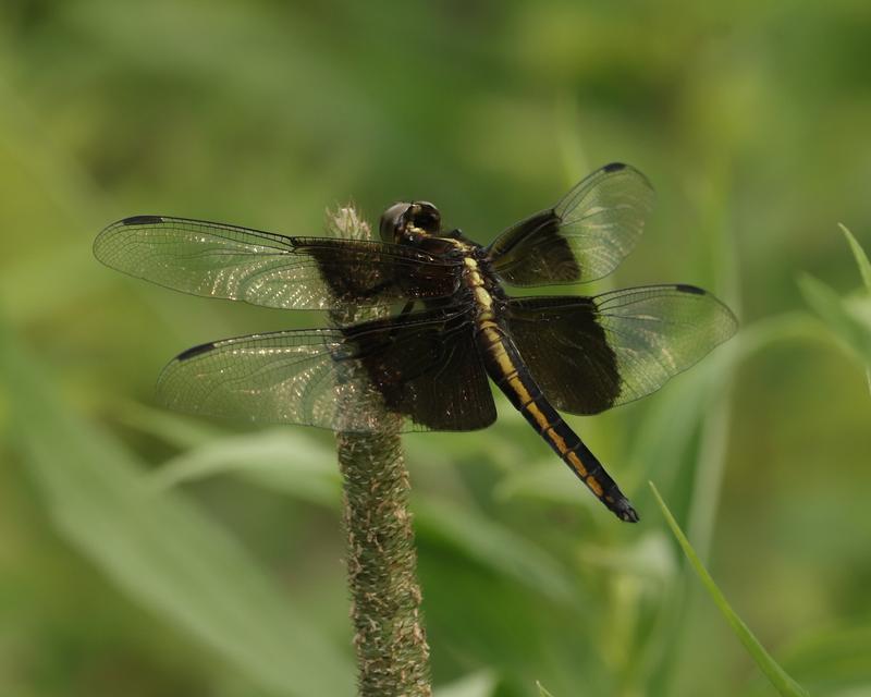 Photo of Widow Skimmer