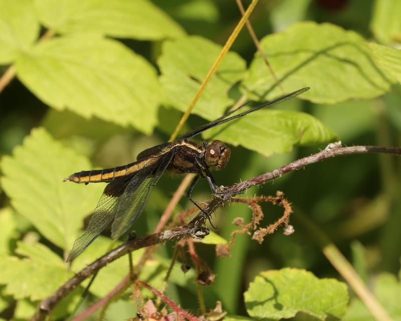 Photo of Widow Skimmer