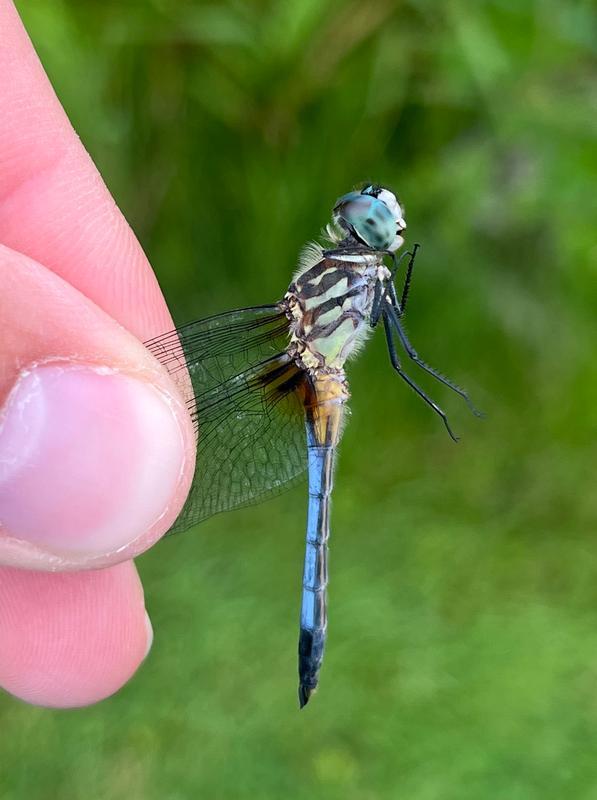 Photo of Blue Dasher