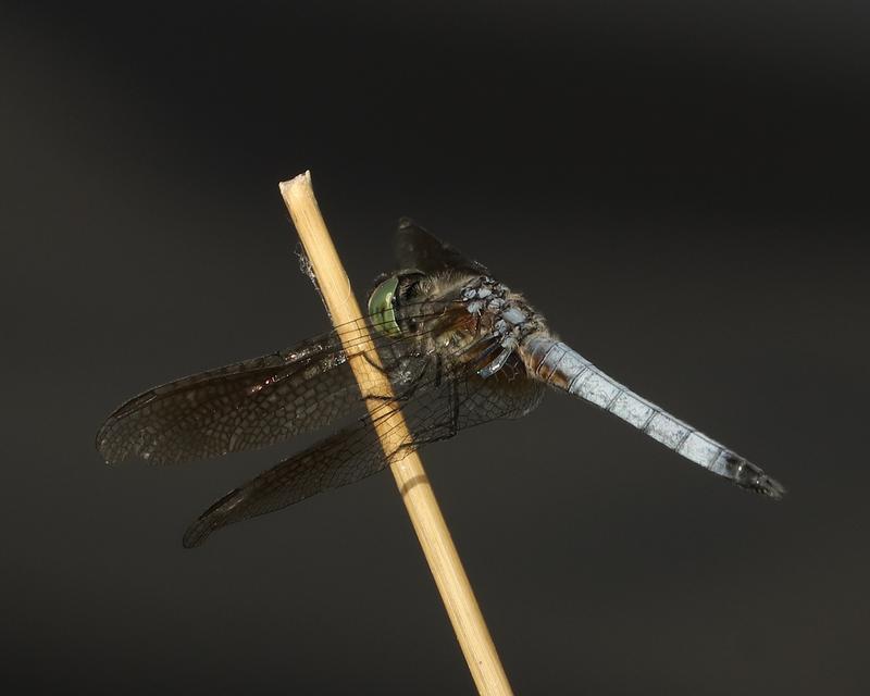 Photo of Blue Dasher