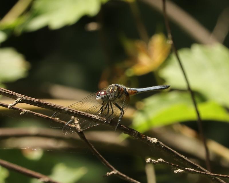 Photo of Blue Dasher