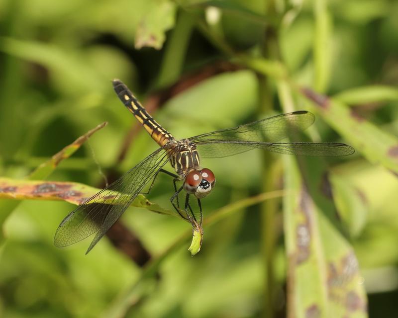 Photo of Blue Dasher