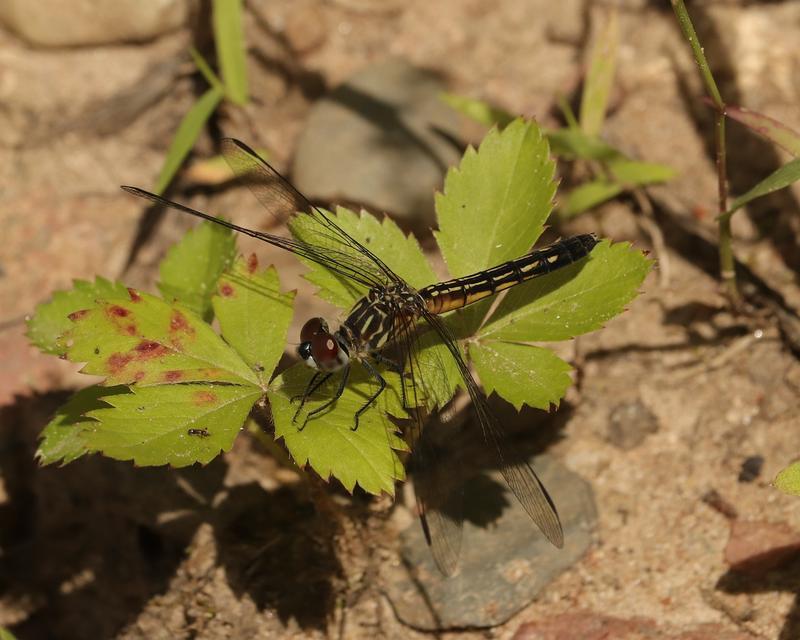 Photo of Blue Dasher