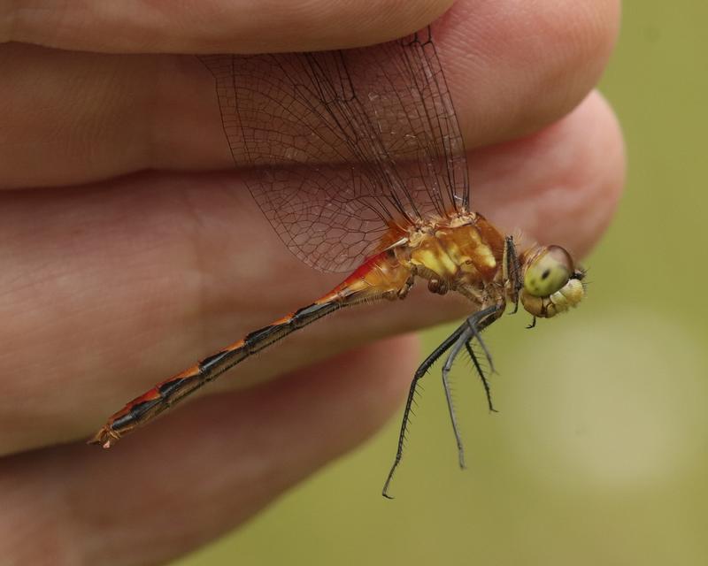Photo of White-faced Meadowhawk