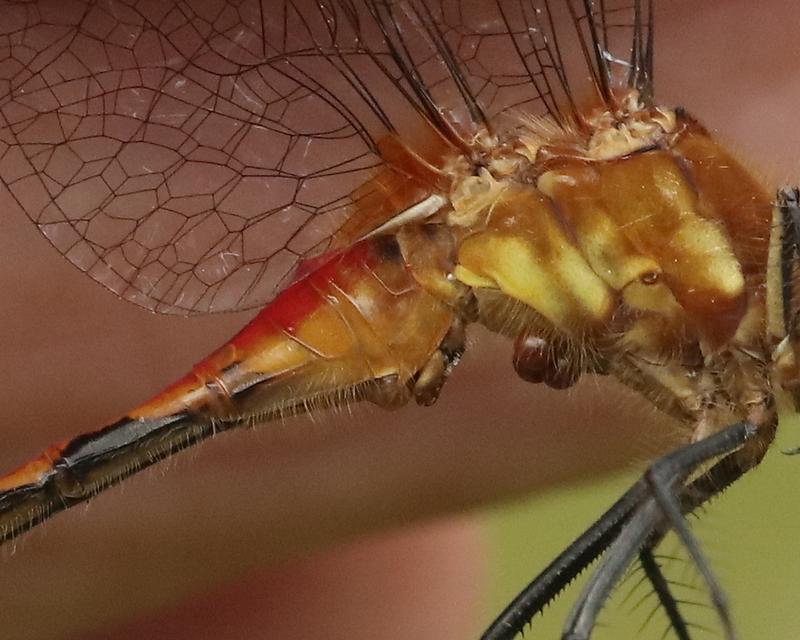 Photo of White-faced Meadowhawk