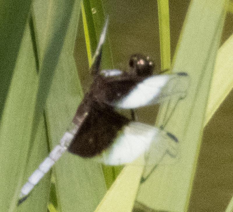Photo of Widow Skimmer