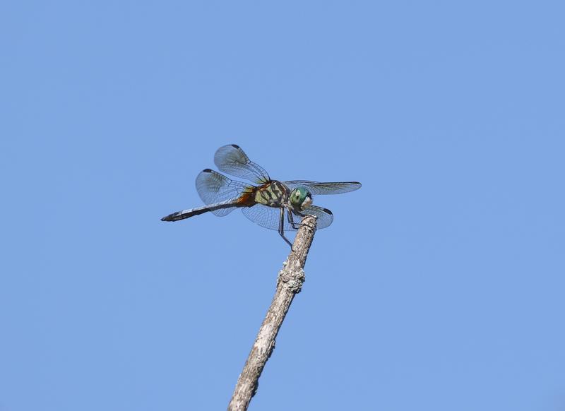 Photo of Blue Dasher