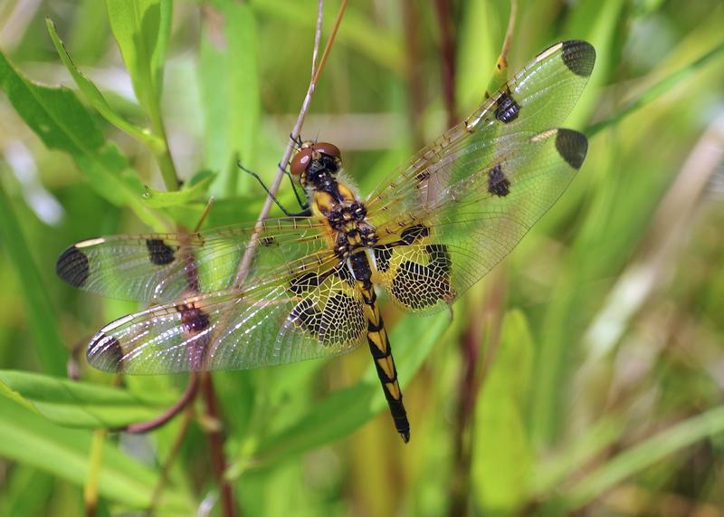Photo of Calico Pennant