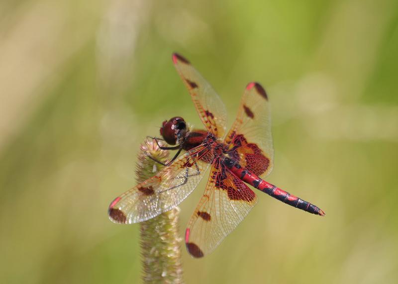 Photo of Calico Pennant