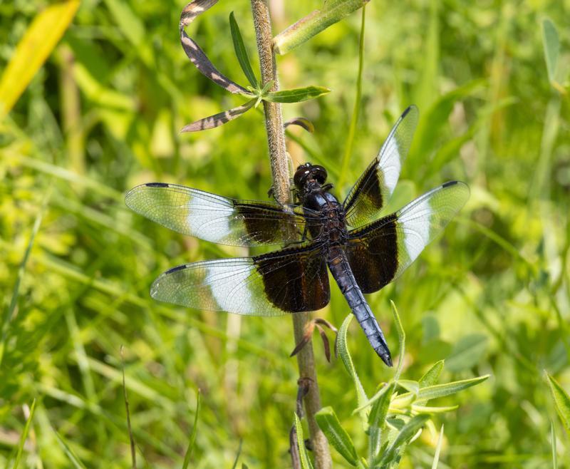 Photo of Widow Skimmer