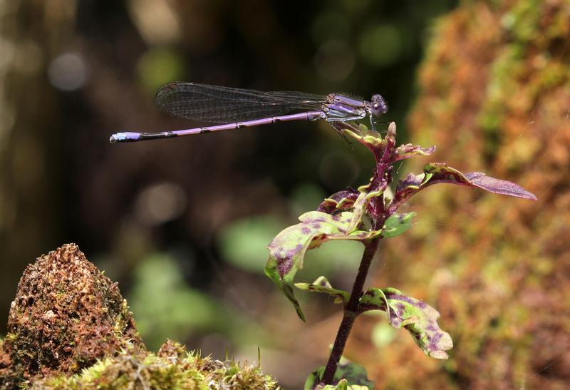 Photo of Variable Dancer (Violet Dancer ssp.)