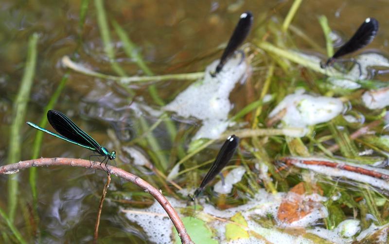 Photo of Ebony Jewelwing