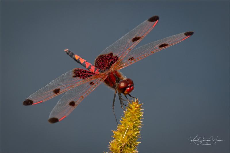 Photo of Calico Pennant
