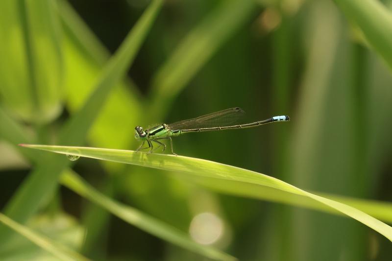 Photo of Eastern Forktail