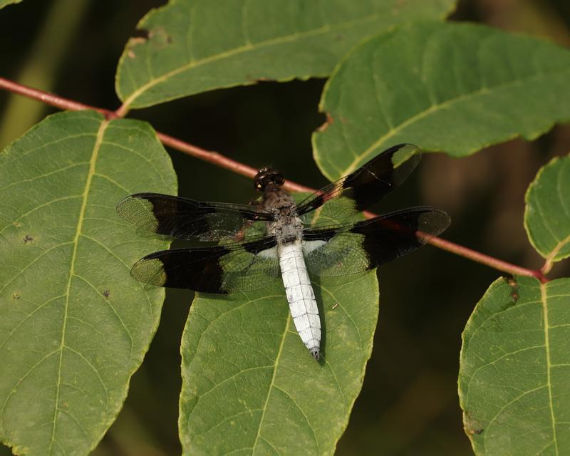Photo of Common Whitetail