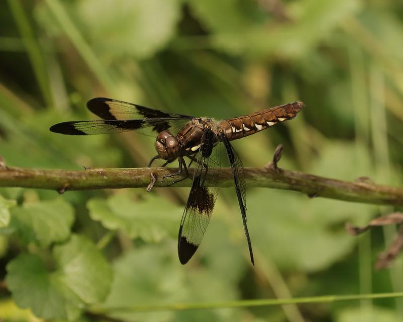 Photo of Common Whitetail