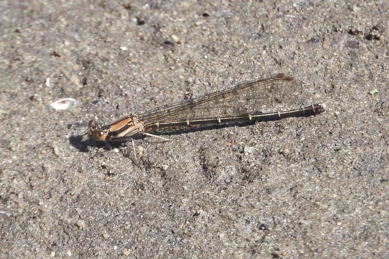 Photo of Blue-tipped Dancer