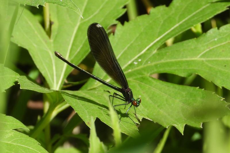 Photo of River Jewelwing