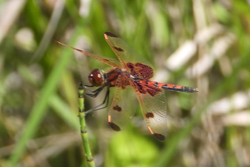 Photo of Calico Pennant