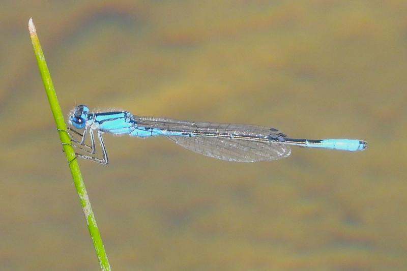 Photo of Azure Bluet