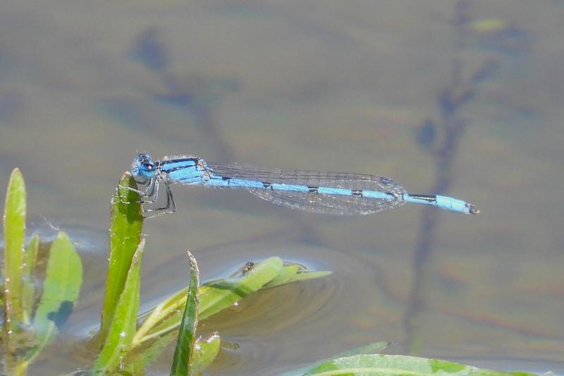 Photo of Familiar Bluet