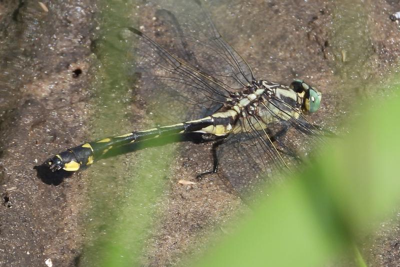 Photo of Midland Clubtail