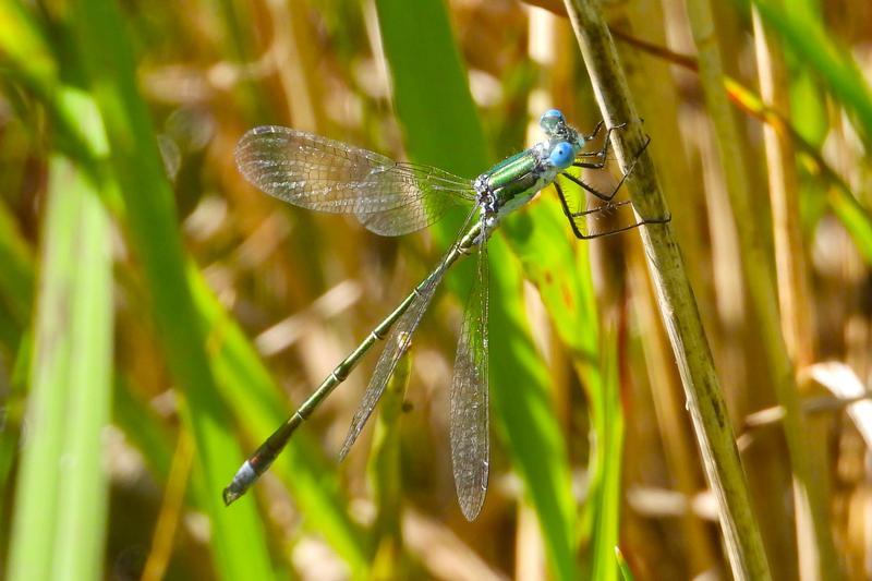 Photo of Emerald Spreadwing