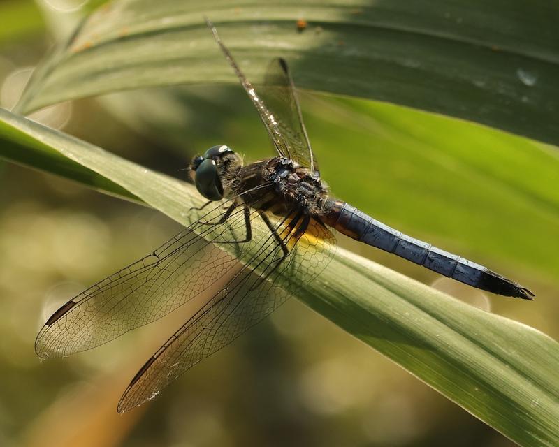 Photo of Blue Dasher