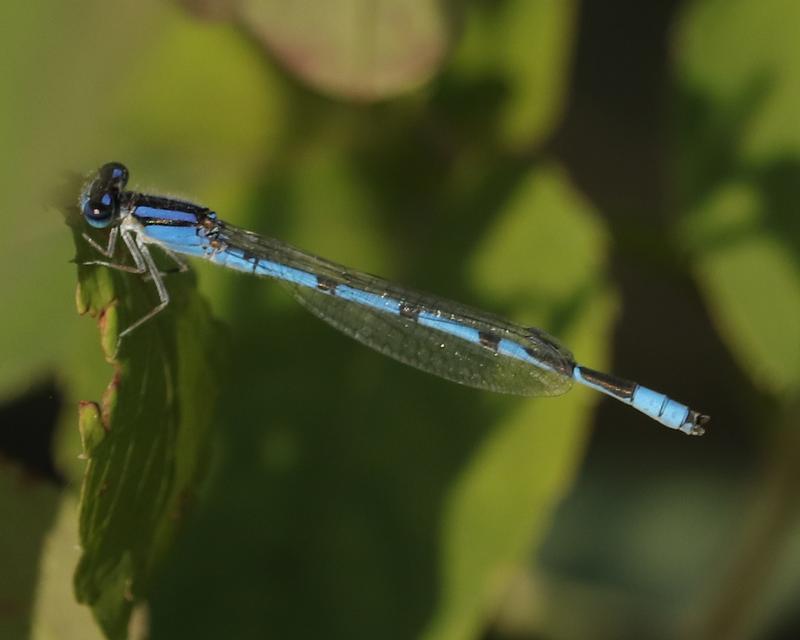 Photo of Familiar Bluet
