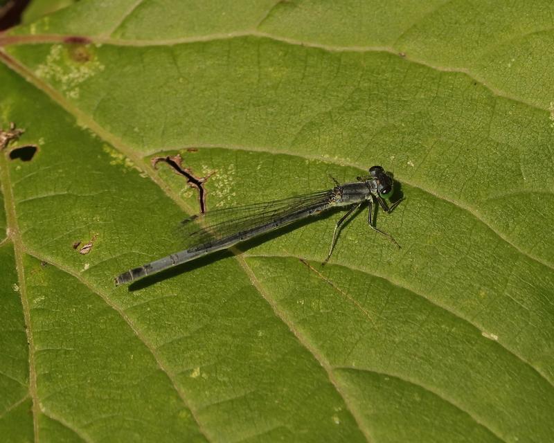 Photo of Eastern Forktail