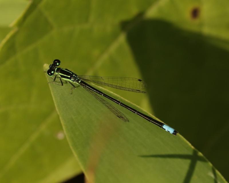 Photo of Eastern Forktail