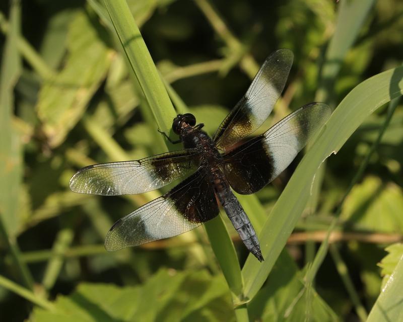 Photo of Widow Skimmer