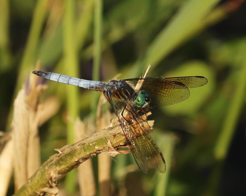Photo of Blue Dasher