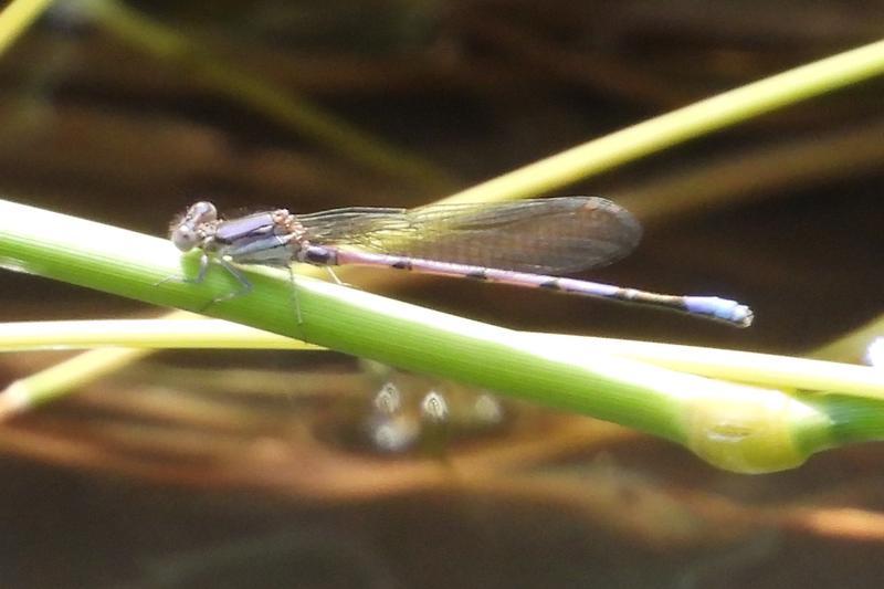 Photo of Variable Dancer (Violet Dancer ssp.)