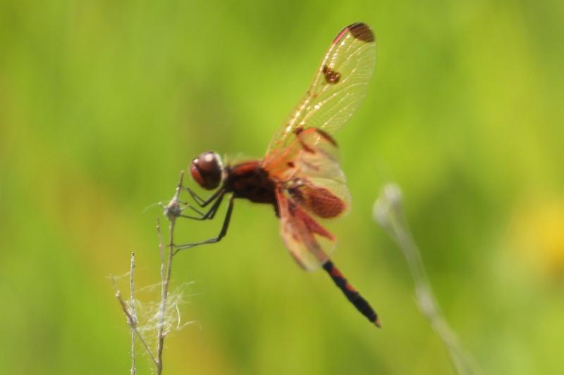 Photo of Calico Pennant