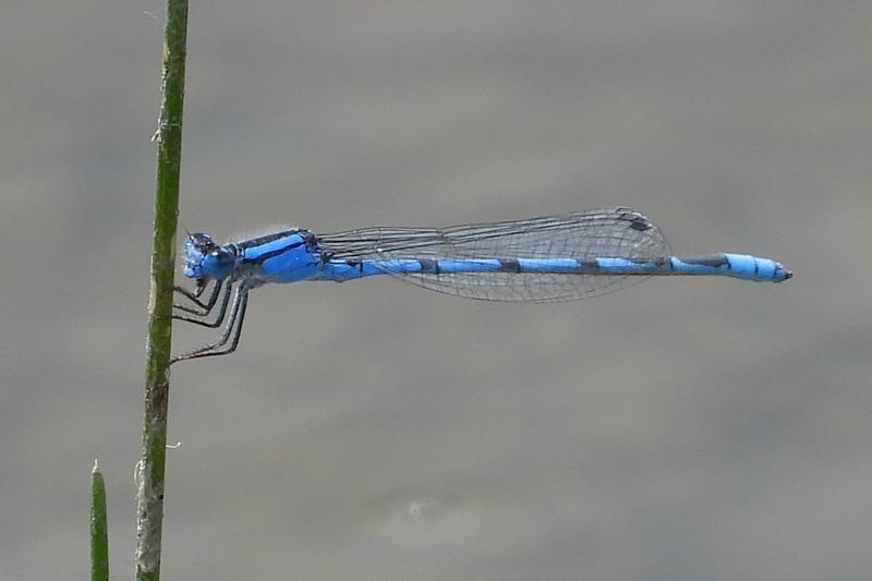 Photo of Familiar Bluet