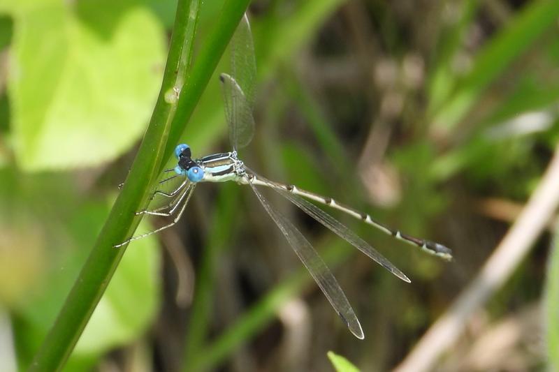 Photo of Slender Spreadwing