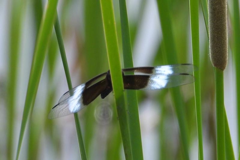 Photo of Widow Skimmer