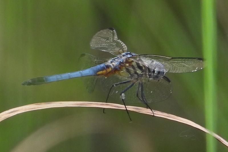 Photo of Blue Dasher