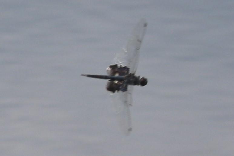 Photo of Black Saddlebags