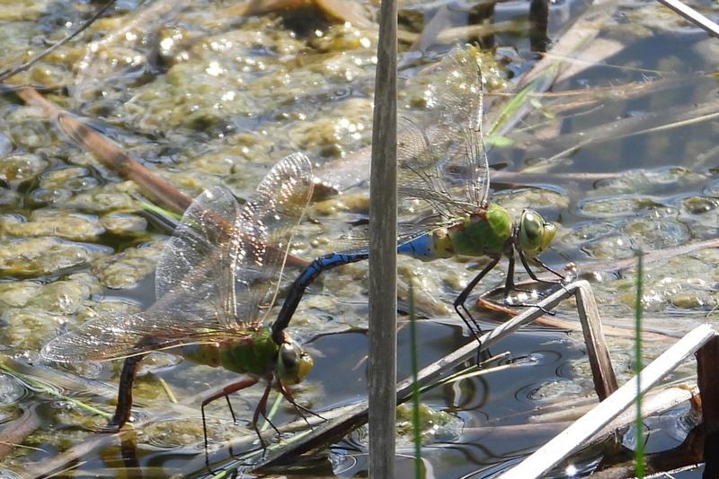 Photo of Common Green Darner