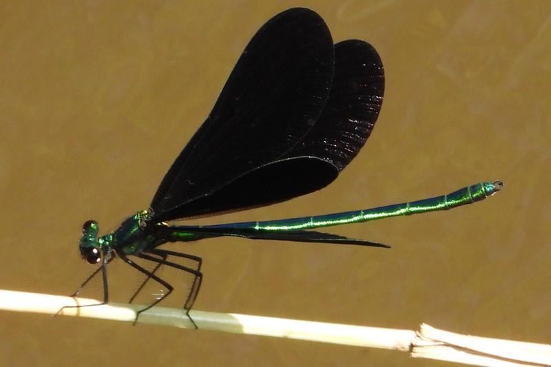 Photo of Ebony Jewelwing