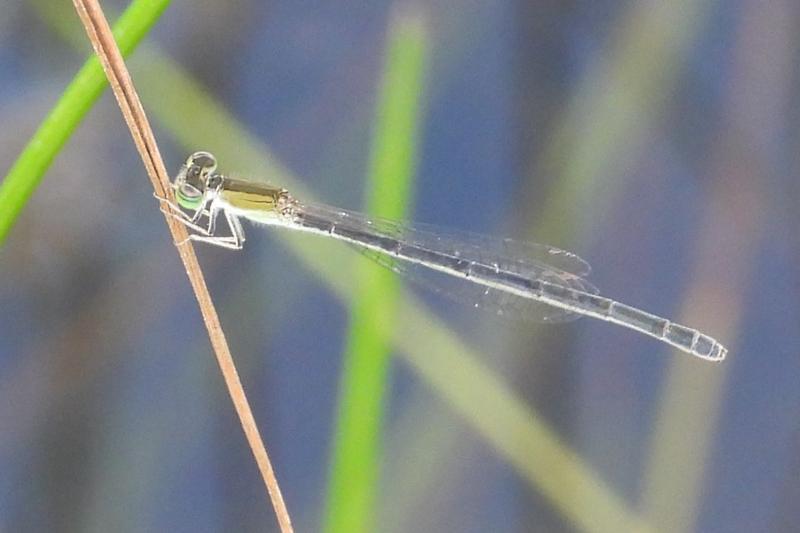 Photo of Citrine Forktail