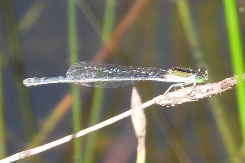Photo of Citrine Forktail