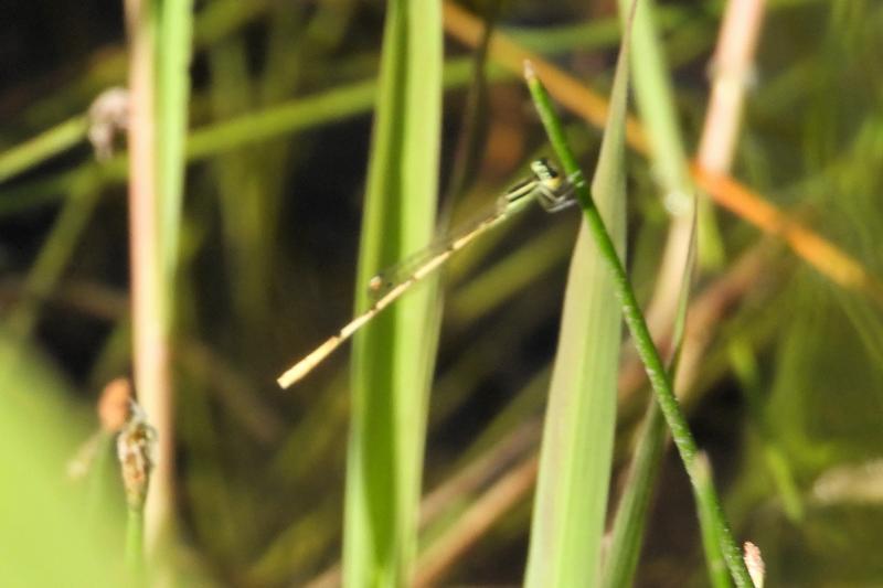 Photo of Citrine Forktail