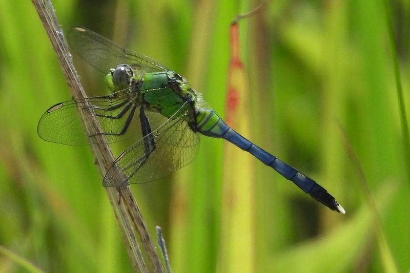 Photo of Eastern Forktail