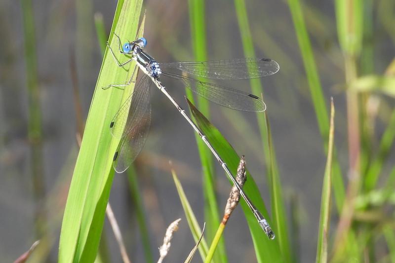 Photo of Slender Spreadwing